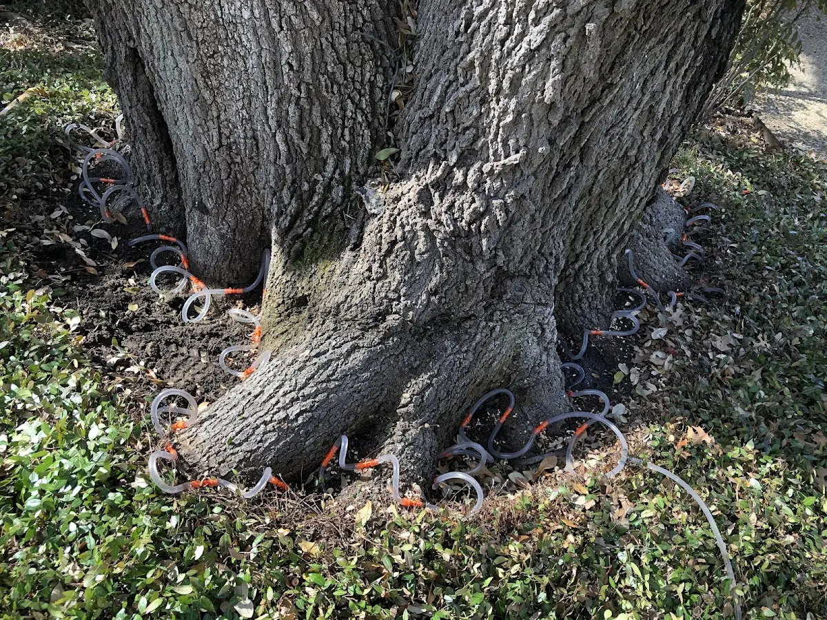 Detailed Tree Cabling and Bracing job site in Hope Valley