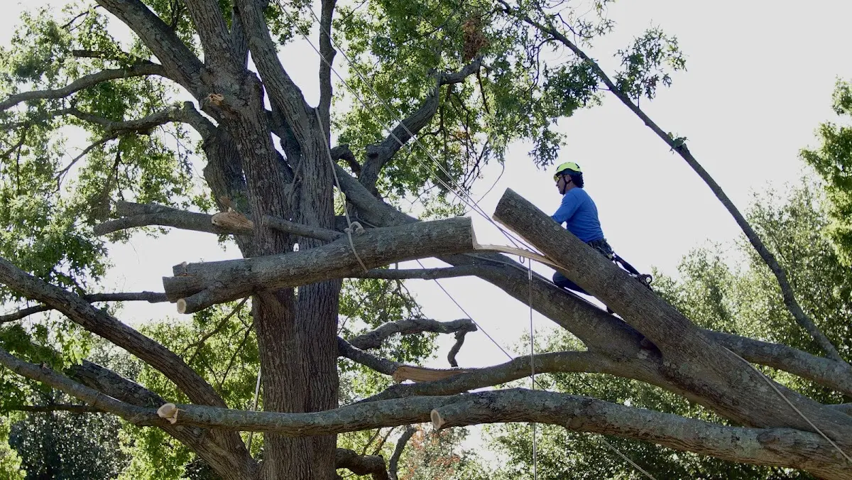 Professional Hazardous Tree Removal performed by certified arborists in Hope Valley